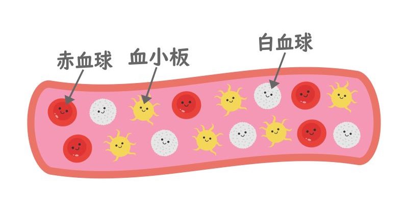 赤血球や白血球のイラスト